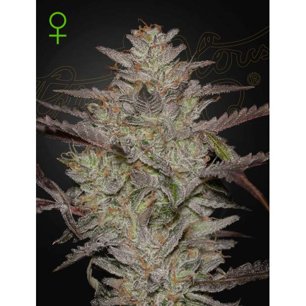 Green House Seeds Alienz Auto