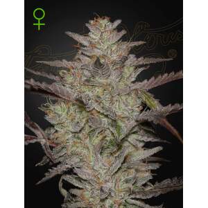 Green House Seeds Alienz Auto