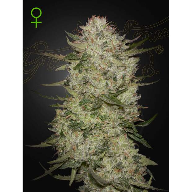 Green House Seeds Highcloudz Auto