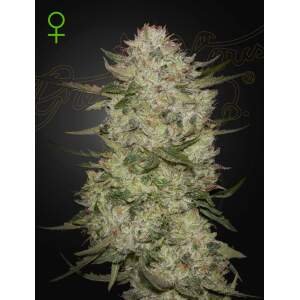 Green House Seeds Highcloudz Auto