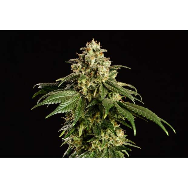 Kannabia Dream Sherbet