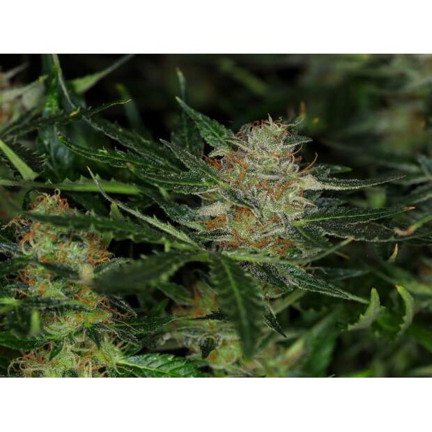 Kannabia Dream Sherbet Auto