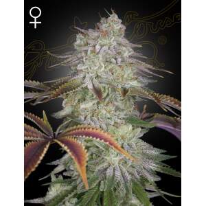 Green House Seeds Alienz 5 piece feminized