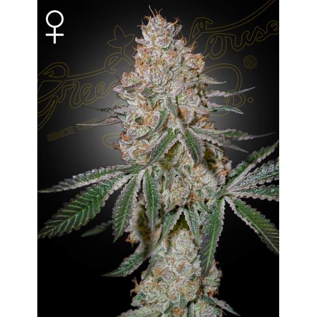 Green House Seeds HighCloudZ