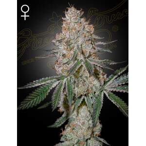 Green House Seeds HighCloudZ