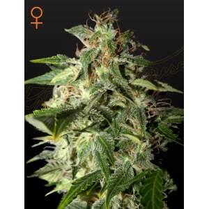 Green House Seeds Afgooey
