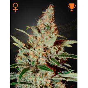 Green House Seeds Chemdog