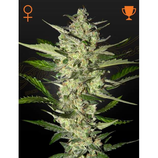 Green House Seeds Flowerbomb Kush