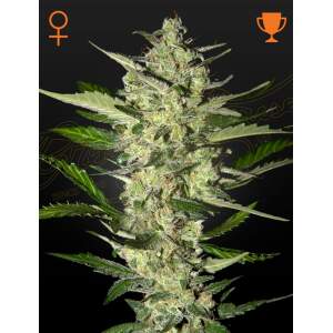 Green House Seeds Flowerbomb Kush