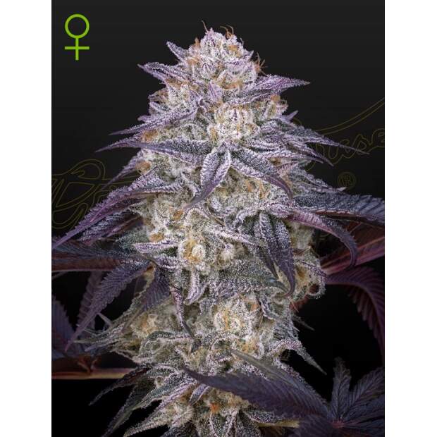 Green House Seeds Kings Juice Auto