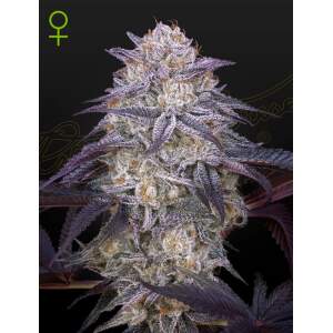 Green House Seeds Kings Juice Auto