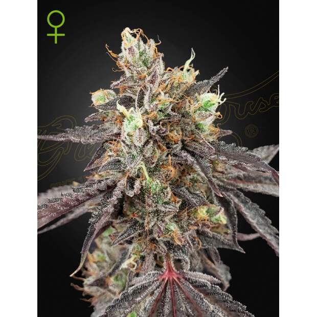 Green House Seeds Gelato 41 X Gelato 41 Auto
