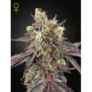 Green House Seeds Gelato 41 X Gelato 41 Auto