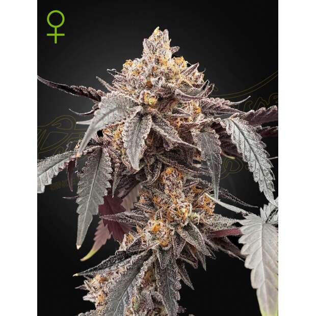 Green House Seeds Guava X Gelato 41 Auto