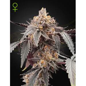 Green House Seeds Guava X Gelato 41 Auto