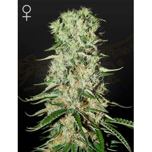 Green House Seeds Damnesia
