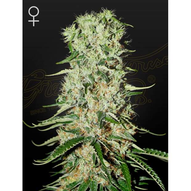 Green House Seeds Damnesia 5 Stk feminisiert