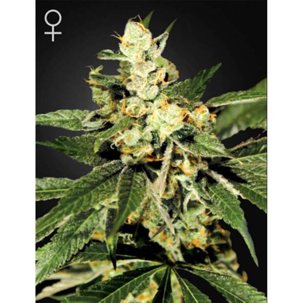 Green House Seeds Train Wreck 10 pcs feminised