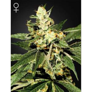 Green House Seeds Train Wreck 10 pcs feminised