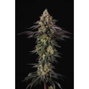 Paradise Seeds Sunset Paradise