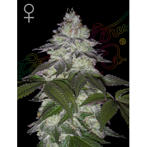 Green House Seeds Milky Dreams 5 Stk feminisiert