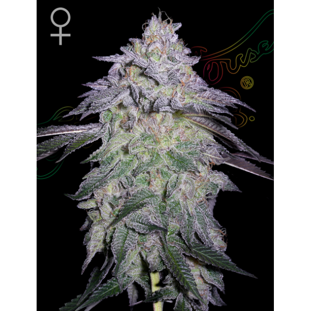 Green House Seeds Nori Cake