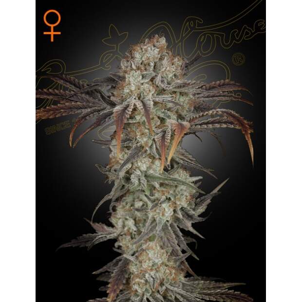 Green House Seeds Money Maker