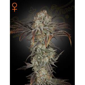 Green House Seeds Money Maker