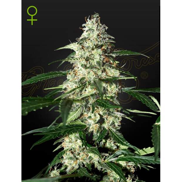 Green House Seeds Skunk Auto