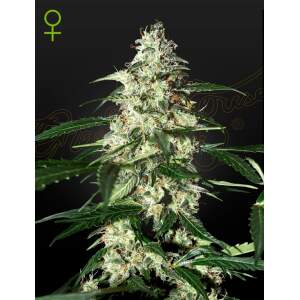 Green House Seeds Skunk Auto
