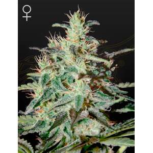 Green House Seeds White Lemon 3 piece feminized