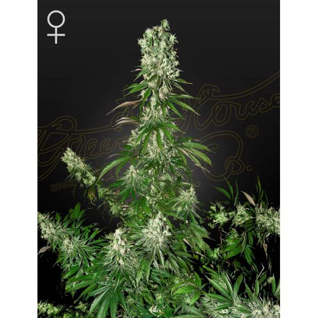 Green House Seeds White Strawberry Skunk 10 piece feminized