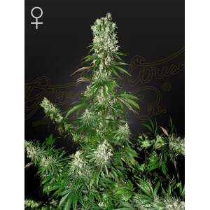 Green House Seeds White Strawberry Skunk 10 piece feminized
