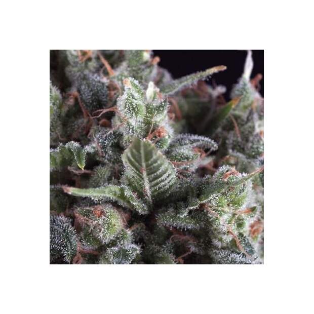 Pyramid Seeds Auto Olympia