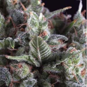 Pyramid Seeds Auto Olympia 5 pcs feminised