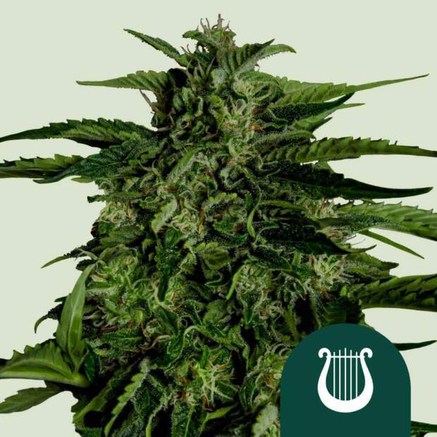 Royal Queen Seeds Apollo F1 Auto