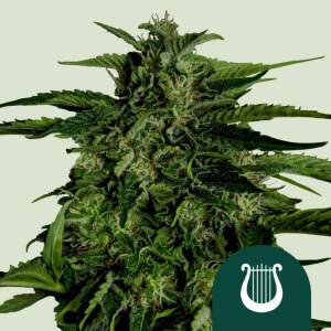 Royal Queen Seeds Apollo F1 Auto