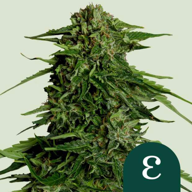 Royal Queen Seeds Epsilon F1 Auto 5 Stk feminisiert