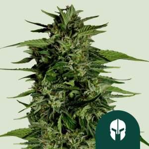 Royal Queen Seeds Hyperion F1 Auto