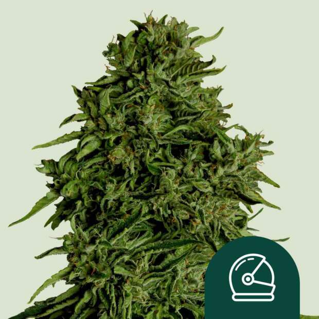 Royal Queen Seeds Cosmos F1 Auto CBD