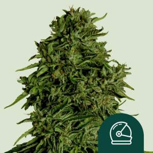 Royal Queen Seeds Cosmos F1 Auto CBD