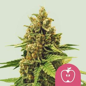 Royal Queen Seeds Apple Fritter USA Premium