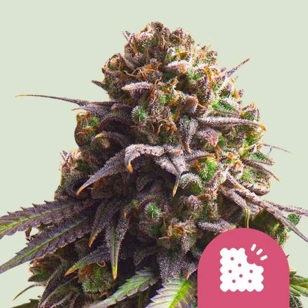 Royal Queen Seeds Biscotti USA Premium
