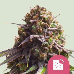 Royal Queen Seeds Biscotti USA Premium