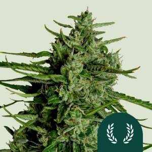 Royal Queen Seeds Titan F1 Auto