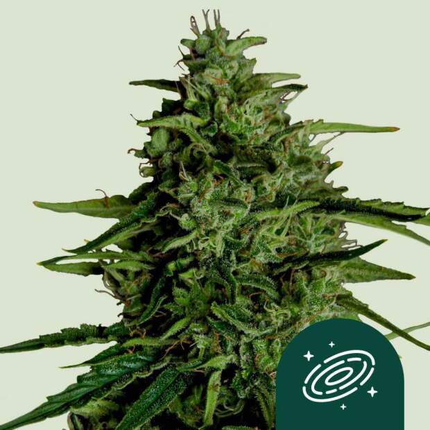 Royal Queen Seeds Milky Way F1 Auto 5 Stk feminisiert