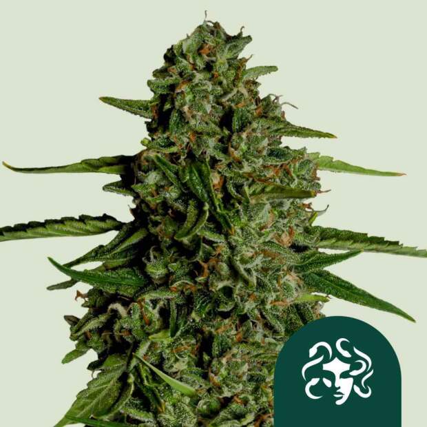 Royal Queen Seeds Medusa F1 Auto