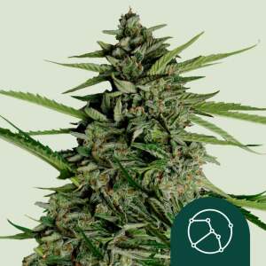 Royal Queen Seeds Orion F1 Auto