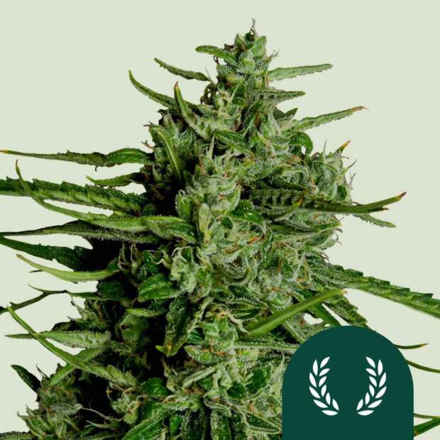 Royal Queen Seeds Titan F1 Auto 3 Stk feminisiert