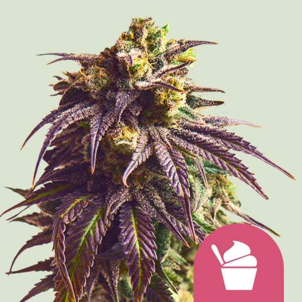 Royal Queen Seeds Sundae Driver USA Premium